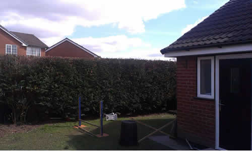 hedge trimming