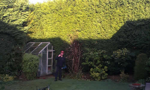 hedge trimming