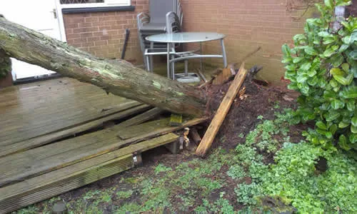fallen tree removal