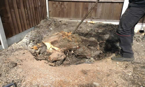 tree stump removal