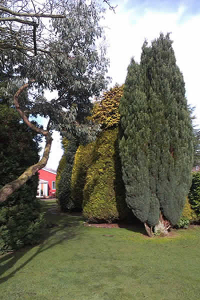 conifer trimming