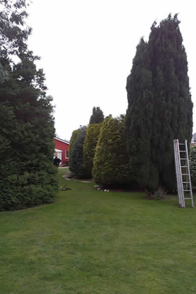 conifer trimming 