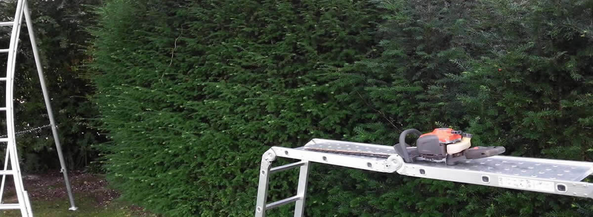 hedge trimming bolton