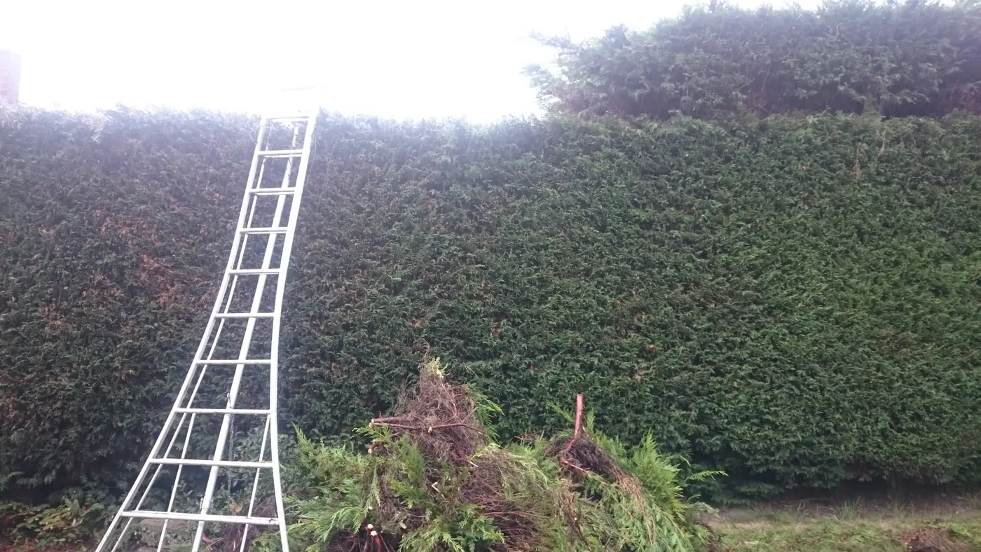 Tall conifer hedge with tripod ladder during reduction