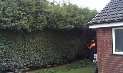 Tall leylandii conifer hedge being trimmed and reduced beside a house in Bolton