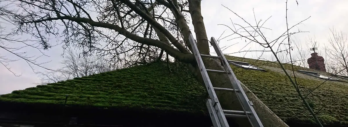 Fallen tree across decking at the back of a Bolton house after a storm