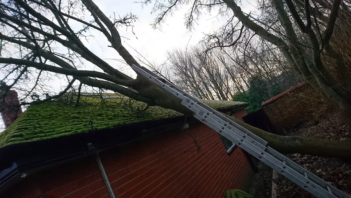 Storm-damaged tree resting on a garage roof in Bolton before emergency removal
