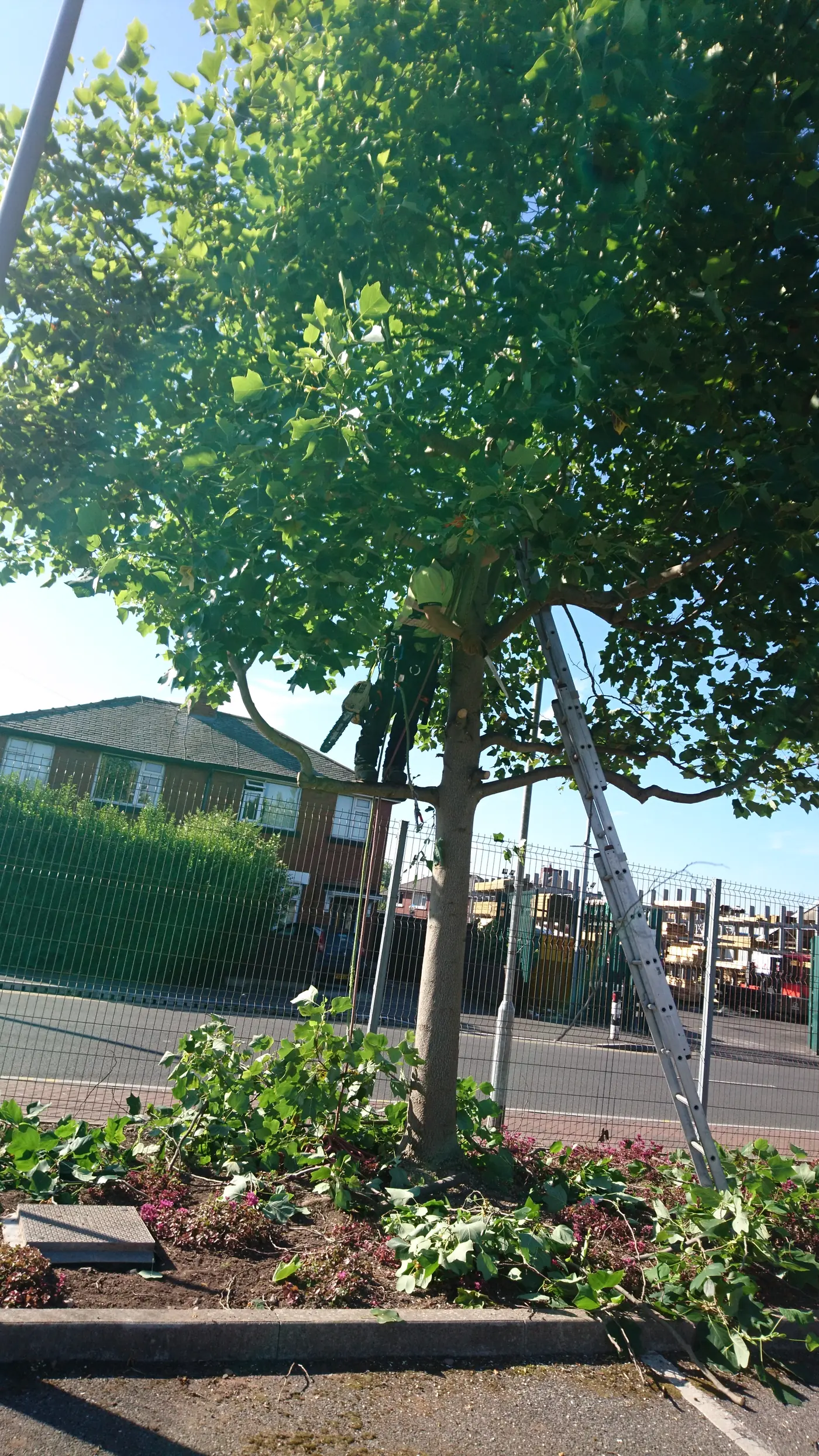 Treelation pruning a front-garden tree beside a road in the Bury area
