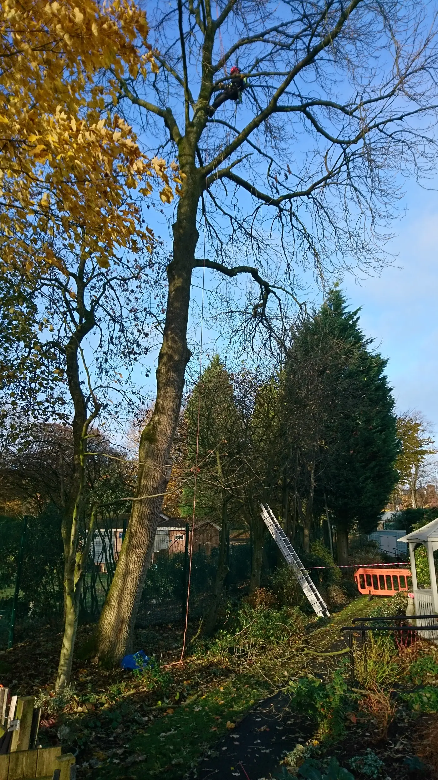 Tall garden tree being dismantled by Treelation in north-east Bolton