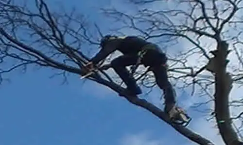 Tree surgeon climbing and pruning a tall tree in Bolton