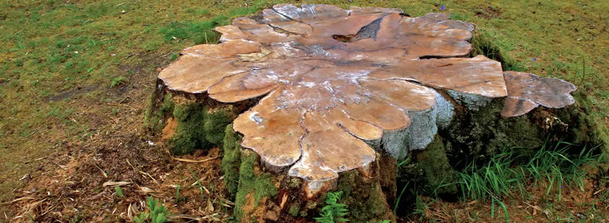 Large tree stump in a Bolton lawn awaiting stump grinding