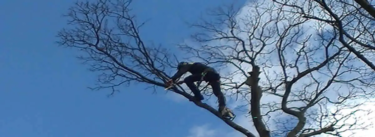 Tree surgeon working high in a mature tree in Bolton