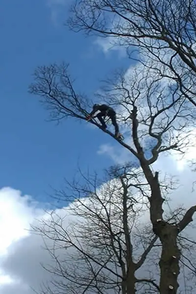 Climber at the top of a tall tree starting a section fell in Bolton