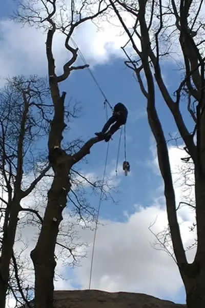 Climber roped into a tall tree during removal