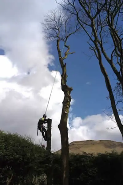 Tree reduced to a tall stem during dismantling in Bolton