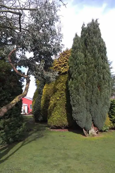 Tall conifers in a Bolton garden before height reduction