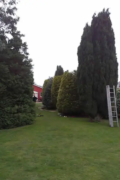Conifers after being reduced in height by Treelation