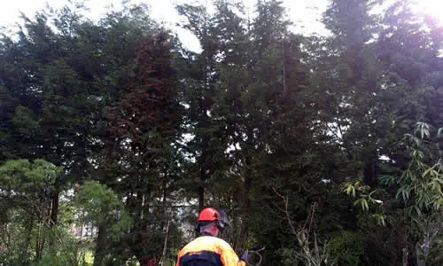 Treelation tree surgeon in front of tall conifers