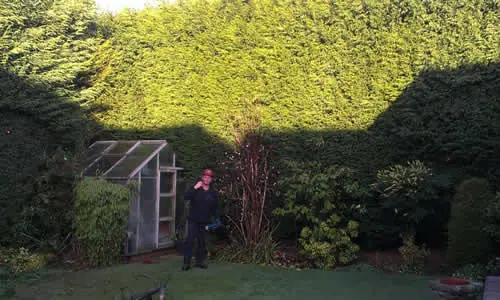 Large leylandii beside a greenhouse before removal