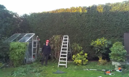 Garden with greenhouse after the leylandii was removed