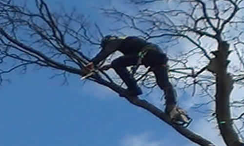 Tree Trimming Bolton