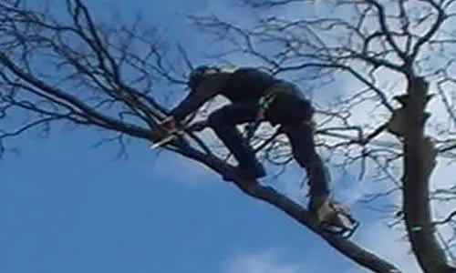 Tree Trimming Westhoughton